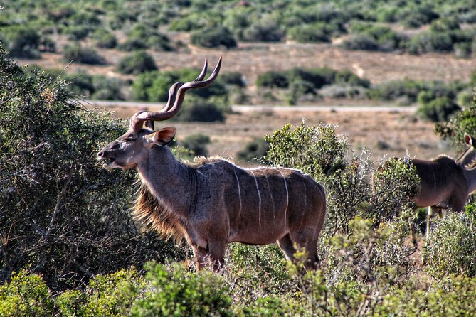 2 Day Addo Elephant Park Safari - What to Expect