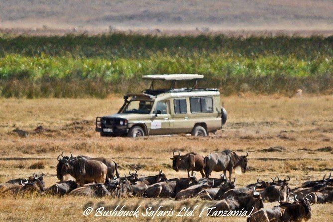 5 Days Serengeti Camping Safari - Additional Safari Information