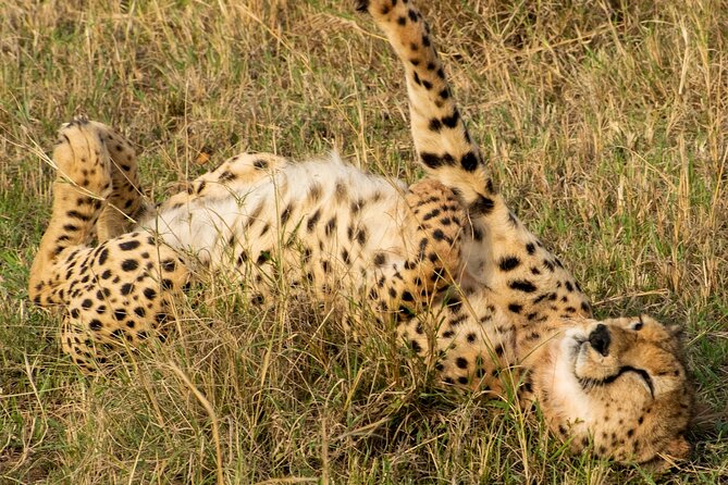 5HRS Nairobi National Park Early Morning Private Tour 4x4 Vehicle - Additional Information