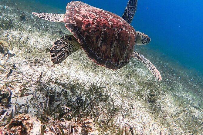 Acquarius Stingray City and Snorkel Tours - Stingray and Snorkeling Experience