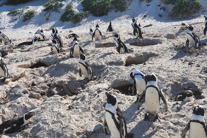 African Penguins (Boulders Beach) Half Day Tour From Cape Town - Tour Logistics