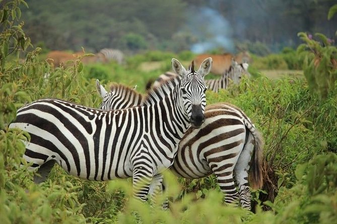 Afternoon Half Day Mini Safari to Nairobi National Park - Group Size