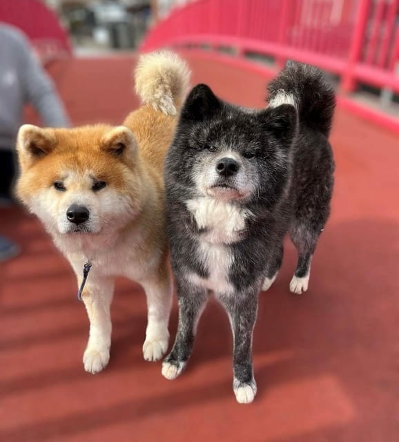 Akita Dog Day Review: A Must-Attend Event - Frequently Asked Questions