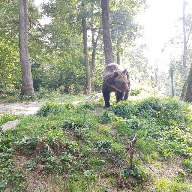 Bears Sanctuary, Bran Castle and Brasov City - Private Tour - Customer Feedback