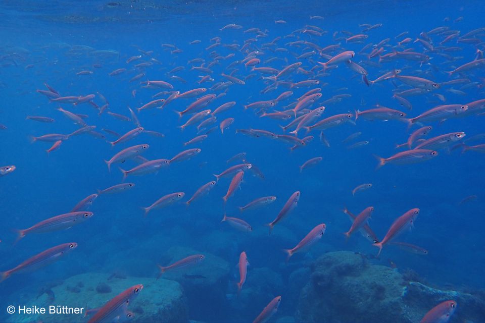 Caniço: Garajau Nature Reserve Guided Snorkeling Tour - Frequently Asked Questions