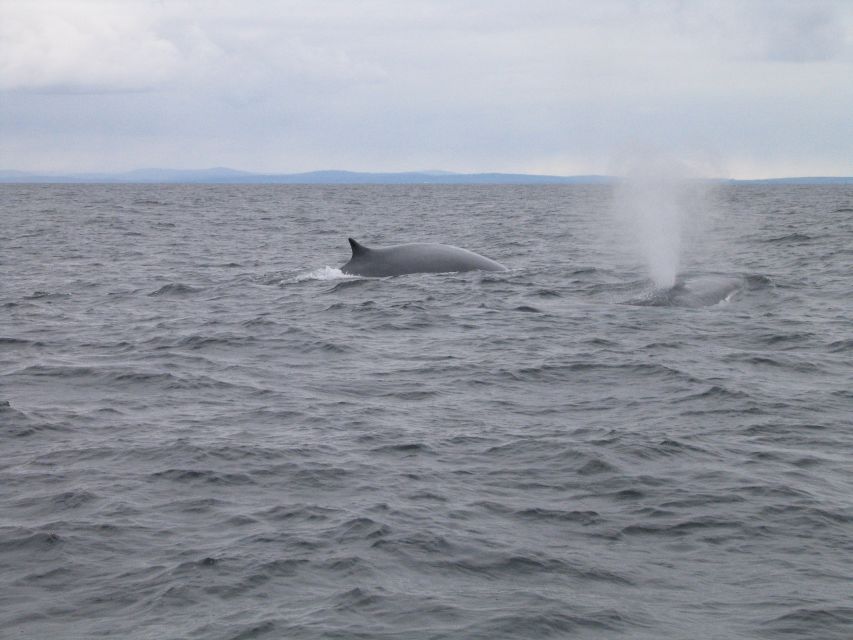 County Cork: Whale & Dolphin Watching Boat Trip - Trip Itinerary