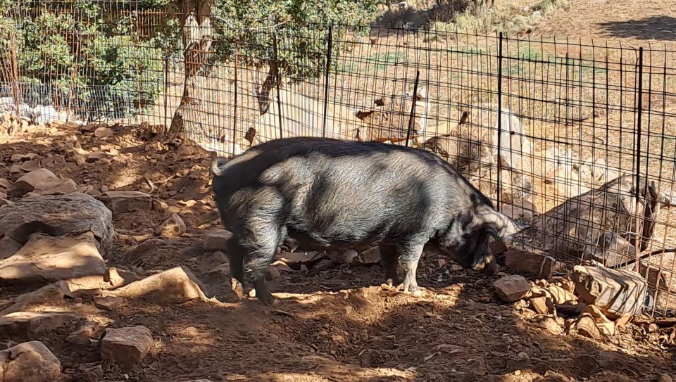 Crete: Shepherd'S Life & Psiloritis Mountain Tour With Meal - Customer Feedback