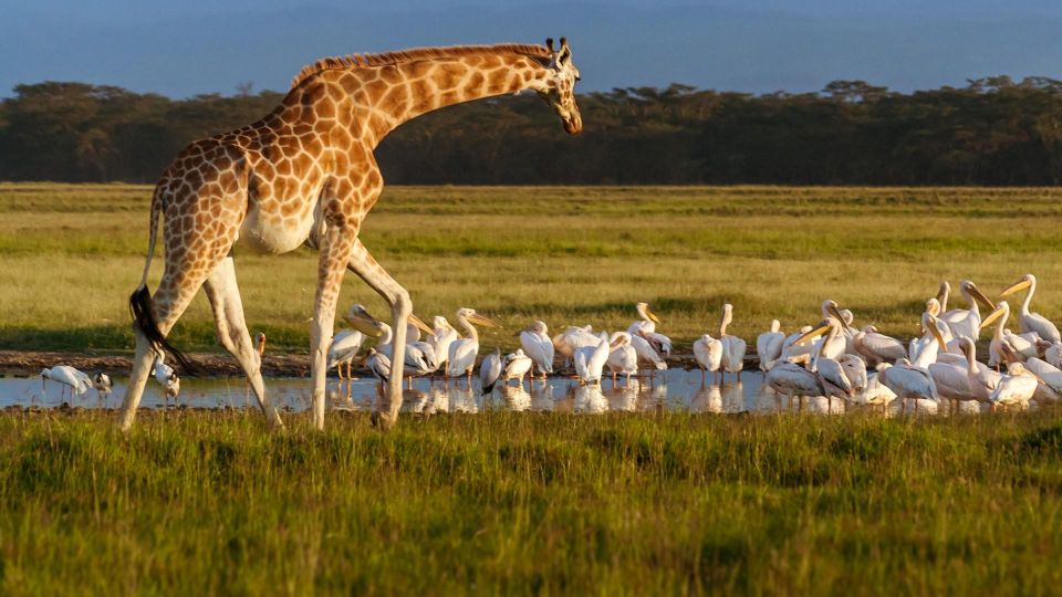 Day Trip to Hells Gate and Lake Naivasha - Frequently Asked Questions