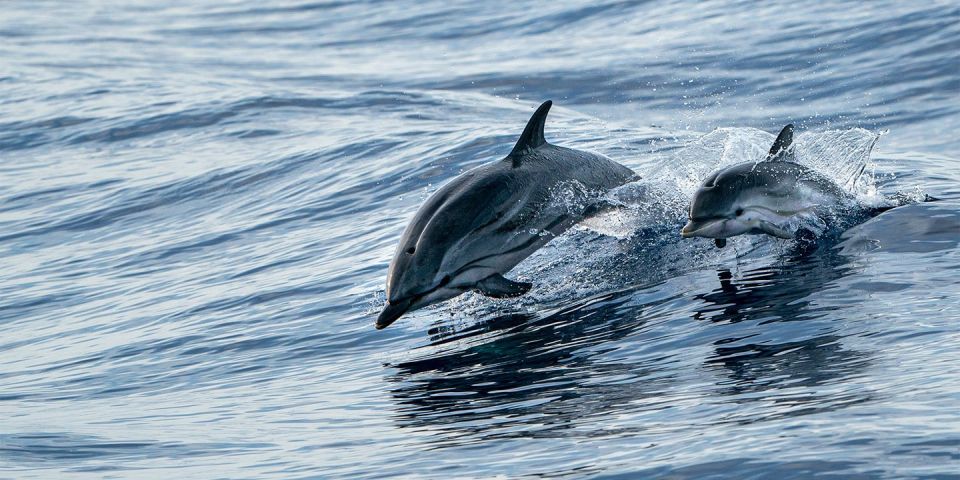 Destin: Snorkeling and Dolphin Watching Cruise - Getting There