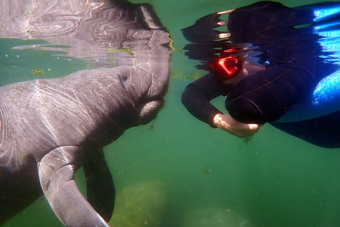 Exclusive Small Group VIP Heated Manatee Snorkel Tour - Seasonal Considerations