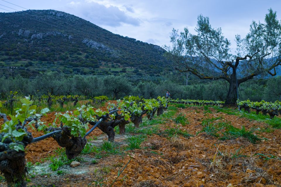 From Athens: Wine, Oil, & Cheese Tasting in Nemea & Argolis - Frequently Asked Questions