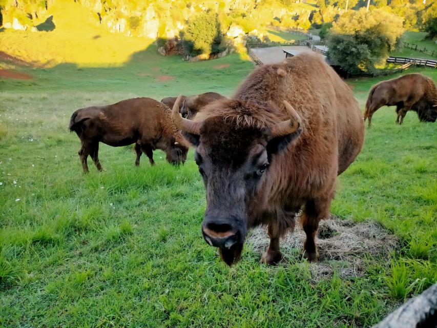 From Santander: Cabarceno Natural Park Half-Day Trip - Things to Consider