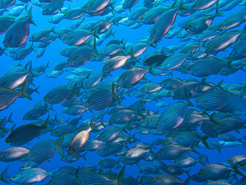 Funchal: Advanced Scuba Diving Afonso Cerqueira Wreck - Booking and Pricing