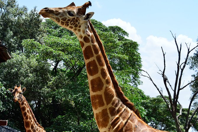 Giraffe Center and David Sheldrick Elephant Orphanage Day Tour From Nairobi - Pickup and Confirmation