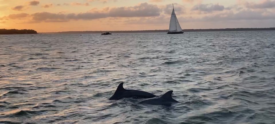 Hilton Head Island: Dolphin and Nature Tour - Tour Inclusions and Exclusions