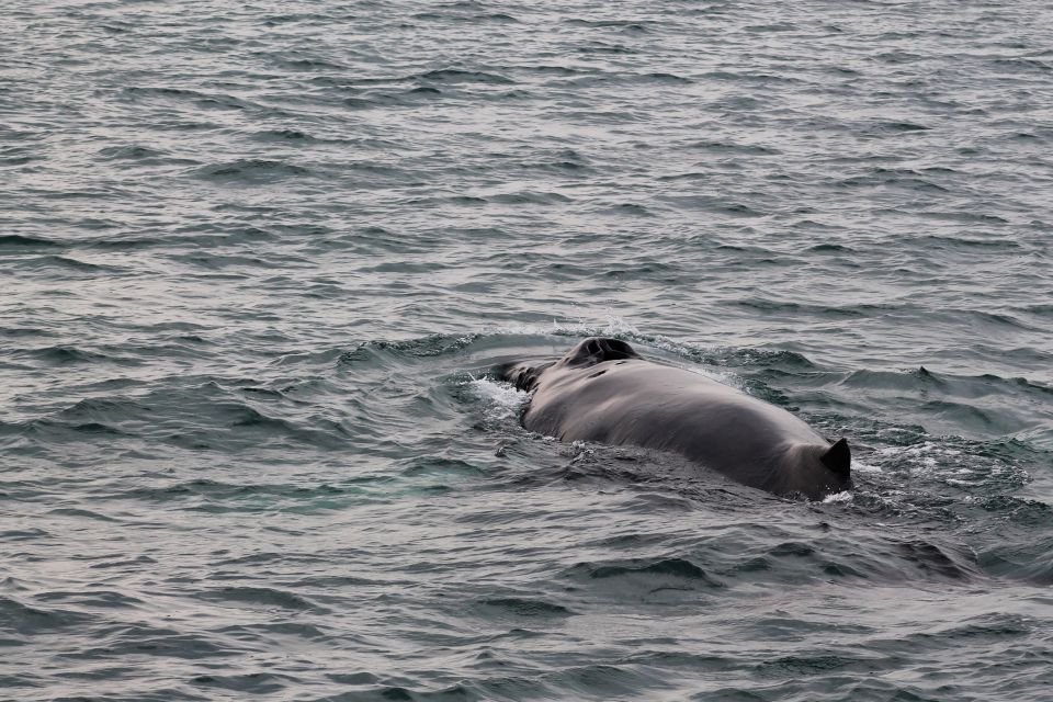 Húsavík: Family-Run and Guided Whale Watching Tour - Booking and Cancellation Policy