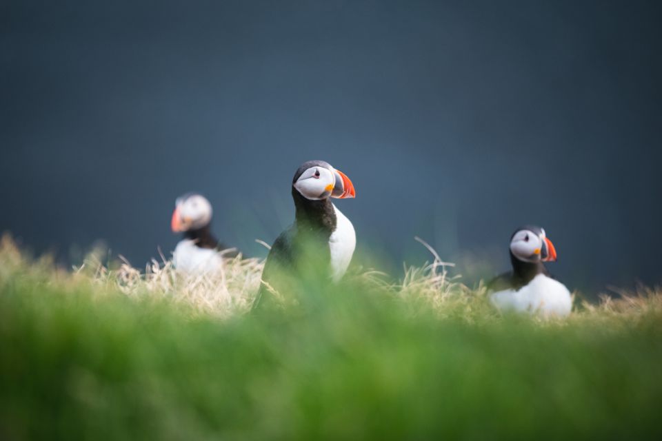 Husavik: Whale-Watching Cruise and Puffins Guided Tour - Frequently Asked Questions