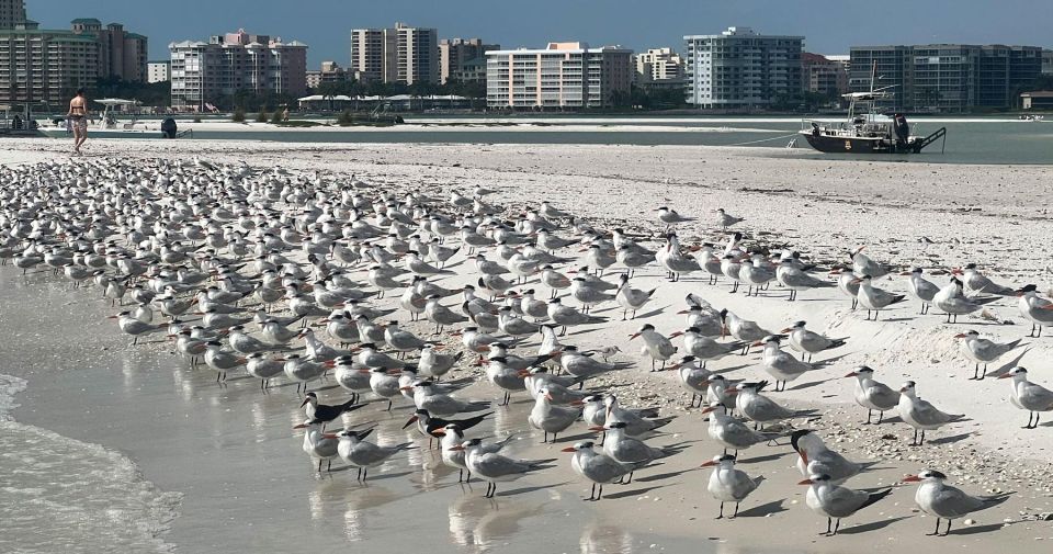 Island Paradise: Dolphin, Shelling, Birding Eco Boat Tour - Stop at Barrier Island