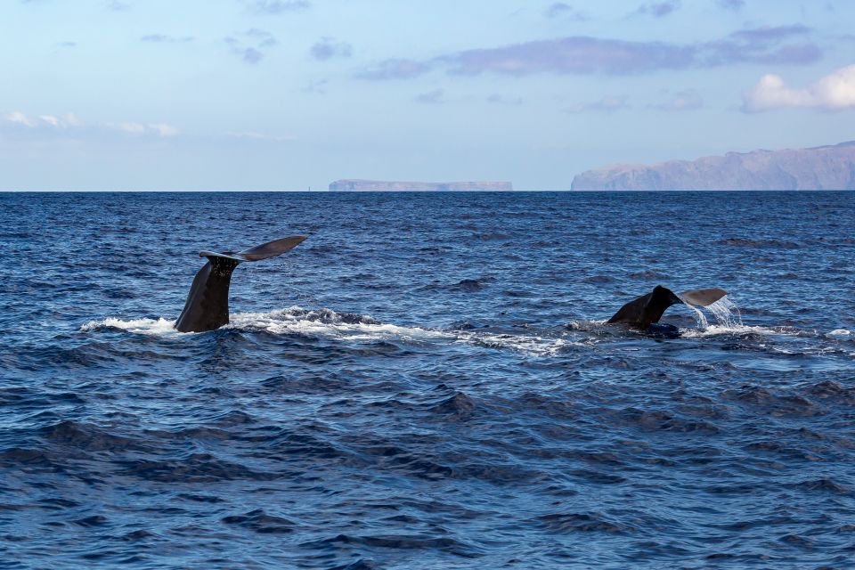 Madeira: Guaranteed Whales or Dolphins Watching Tour - Free Ticket Policy