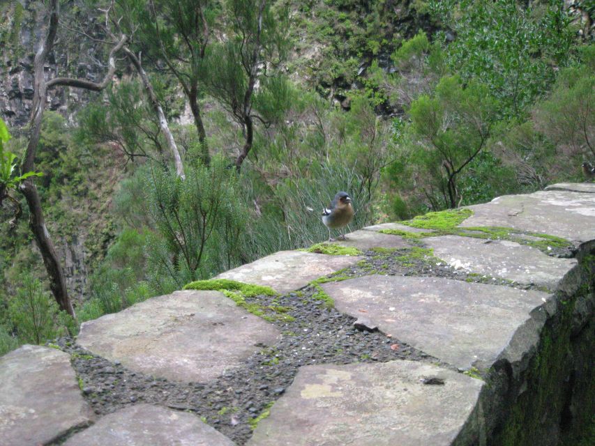 Madeira: Mountain Walk With Lagoon and Waterfalls - Frequently Asked Questions