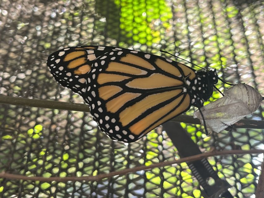 Maui: Interactive Butterfly Farm Entrance Ticket - Group Size