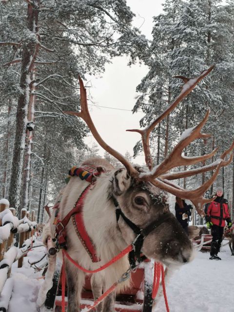 Meeting Santa Claus & Arctic Reindeer Safari & Hug Huskies - Restrictions and Considerations