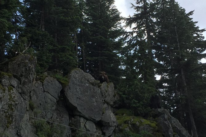 Mountain Adventure (Grouse Mountain and Capilano Suspension Bridge) - Crossing Capilano Suspension Bridge