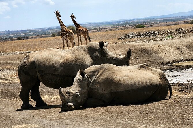 Nairobi National Park and Giraffe Center Tour - Refreshments and Lunch