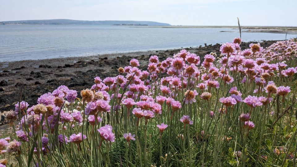 New Forest Discovery Walk (Lymington) - Accessibility and Inclusions