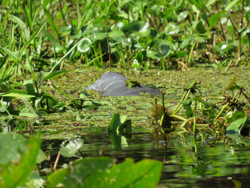 Orlando: Small Group Manatee Discovery Kayak Tour - Cancellation Policy