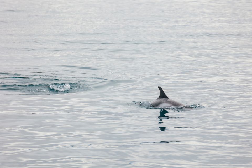 Reykjavik: Whale Watching Cruise on the Amelia Rose Yacht - Frequently Asked Questions