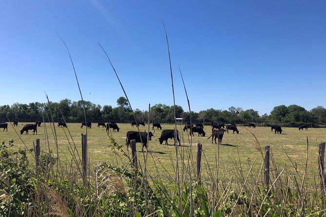 Safari 4x4 Camargue 2 Hours - Saintes Maries De La Mer - Private Tour - Additional Information