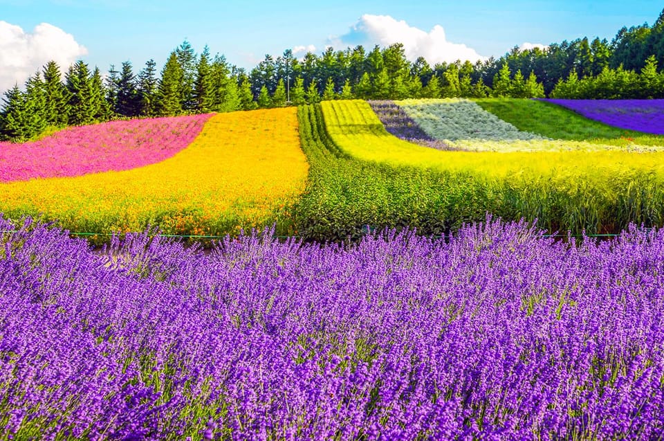 Sapporo Hokkaido Day Tour With Lunch Review - Flower Fields and Handicraft Workshops