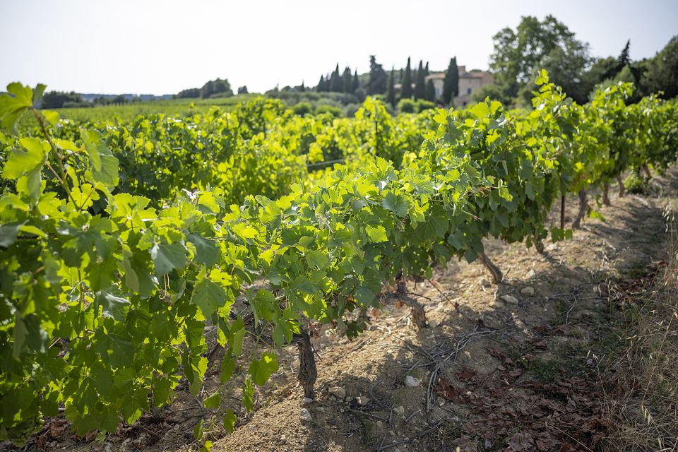 Sète: Private Half-Day Wine Tour - Tasting Experiences