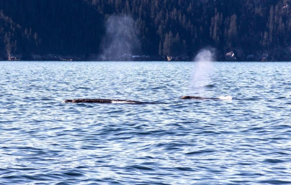 Seward: Spring Wildlife Guided Cruise With Coffee and Tea - Frequently Asked Questions