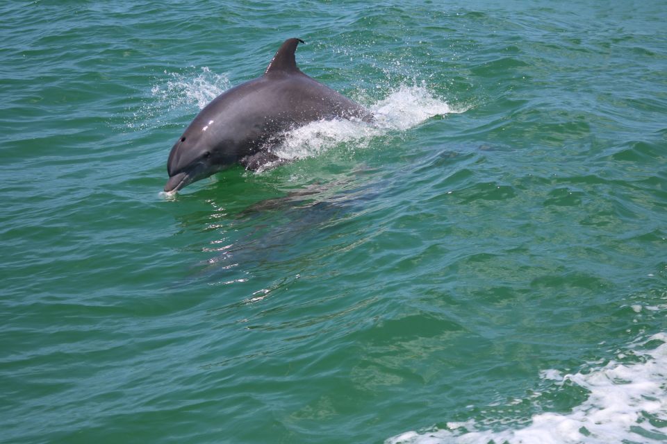 St. Petersburg, FL: Private 2-Hour Dolphin Watching Cruise - Frequently Asked Questions