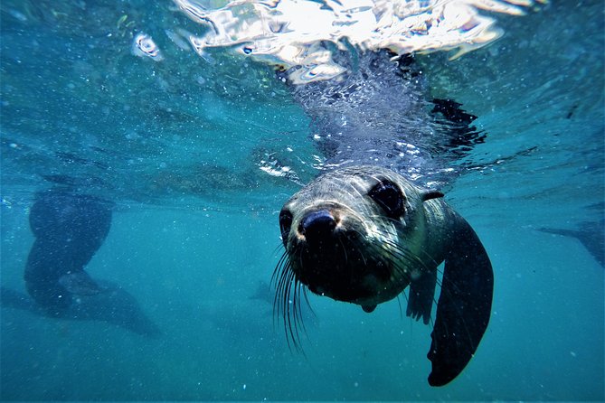 Swim With Seals - Souvenir Photos