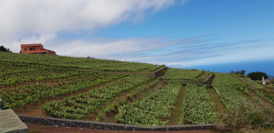 Tenerife: 4-Hour Gauchinche Food Tour - Coastal Coffee Stop