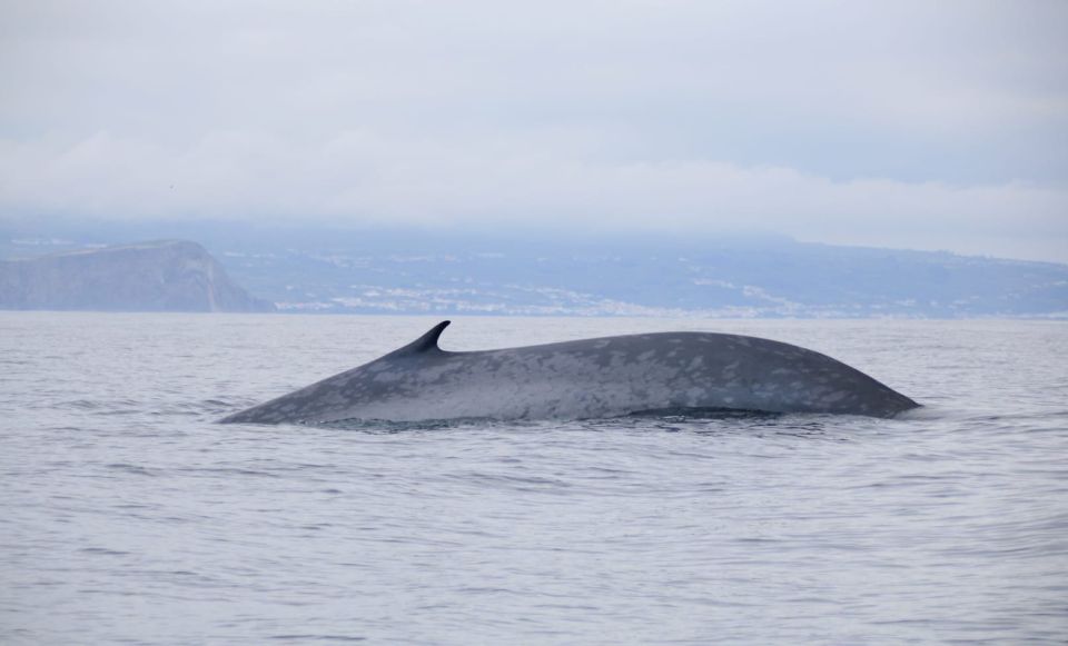 Terceira: Half-Day Dolphin and Whale Watching Tour - Sighting Opportunities