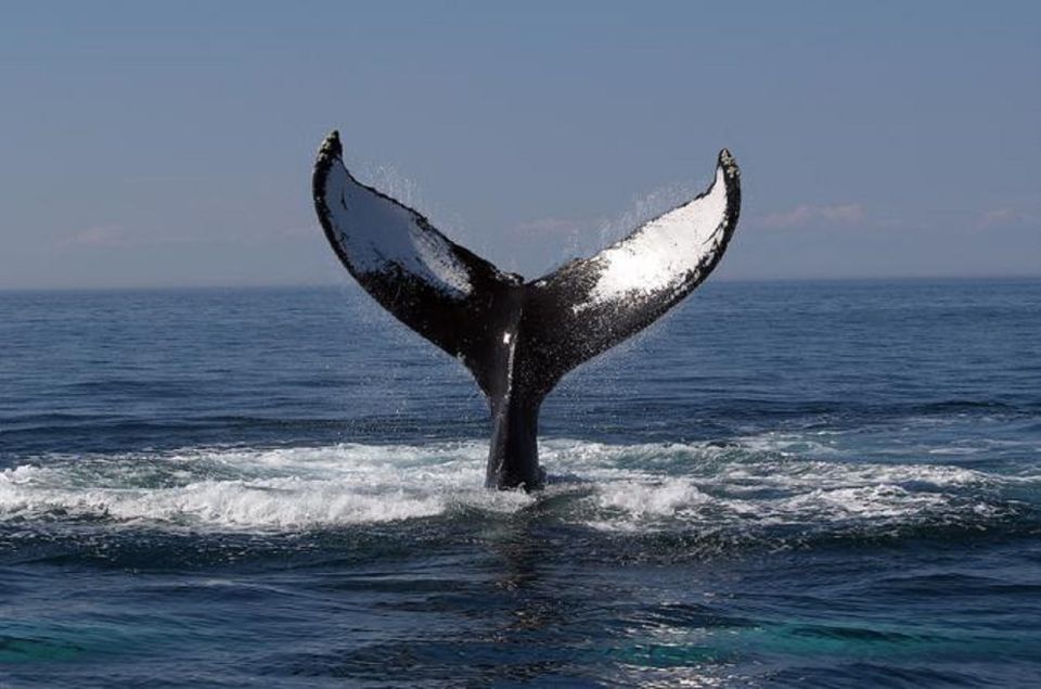 Terceira Island Whale Watching and Jeep Tour - Frequently Asked Questions