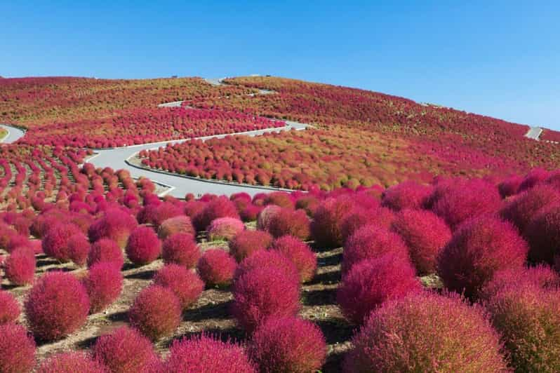 Tokyo:Hitachi Seaside Park/Oarai Isosaki Shrine Private Tour - Important Information