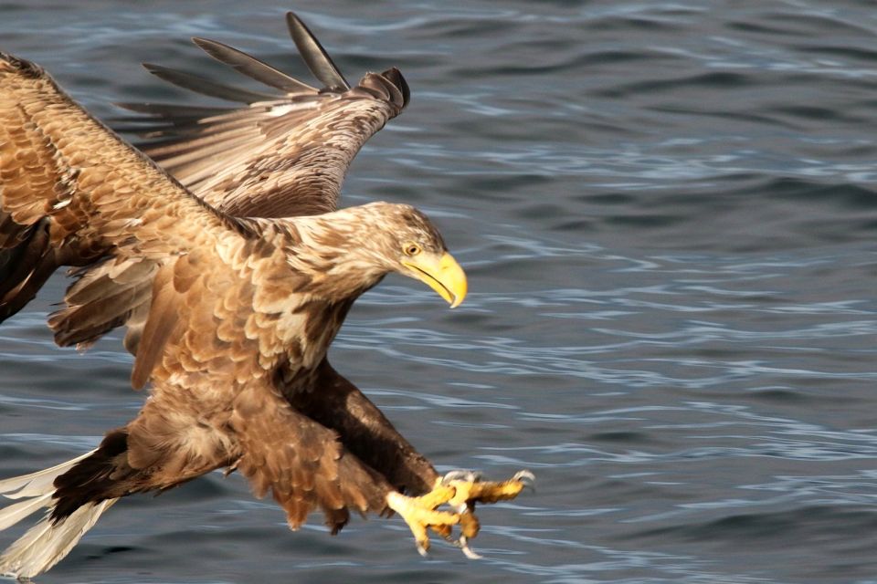 Tromsø: Wildlife Bird Fjord Cruise With Lunch and Drinks - Booking and Availability