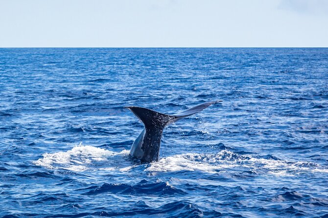 Whale and Dolphin Watching on Tercera Island - Location and Directions