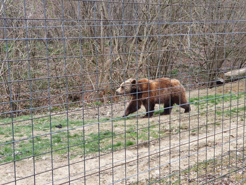 Bears Sanctuary, Bran Castle and Brasov City - Private Tour - Frequently Asked Questions