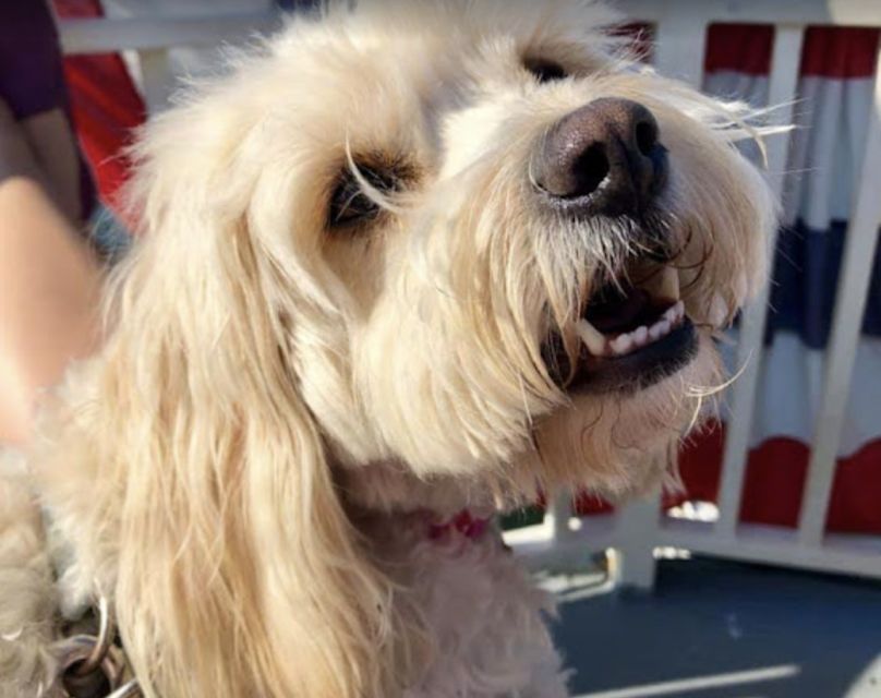 Boston: Scenic Harbor Cruise (Dog-Friendly) - Frequently Asked Questions