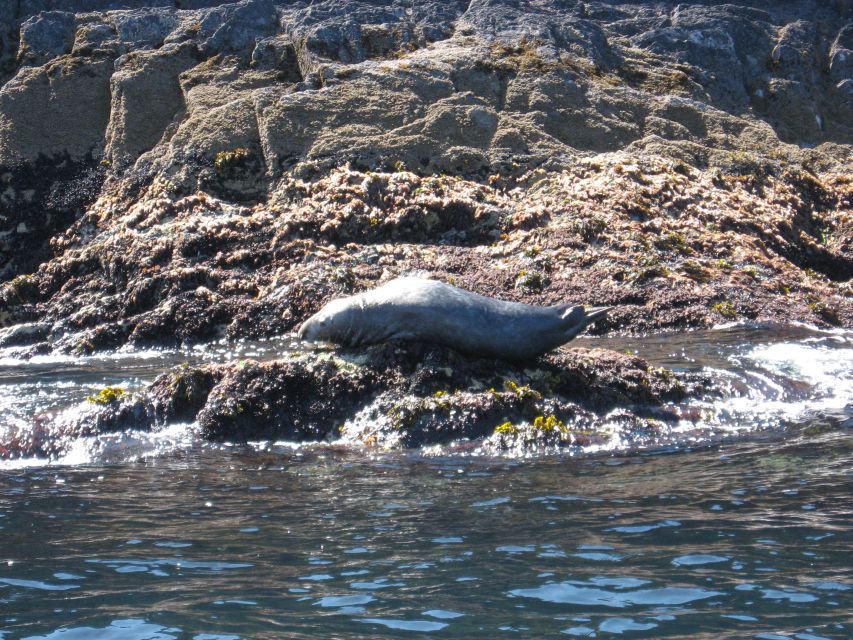 County Cork: Whale & Dolphin Watching Boat Trip - Frequently Asked Questions