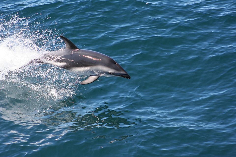 From Faro: Dolphin-Watching & Wildlife - Frequently Asked Questions