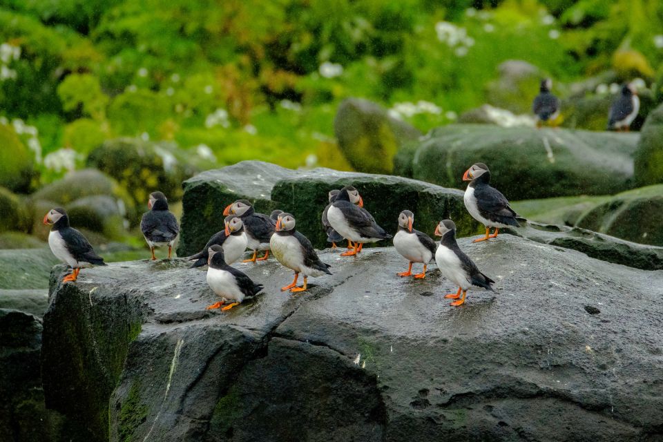 From Reykjavik: Whale Watching Tour by Speedboat - Frequently Asked Questions