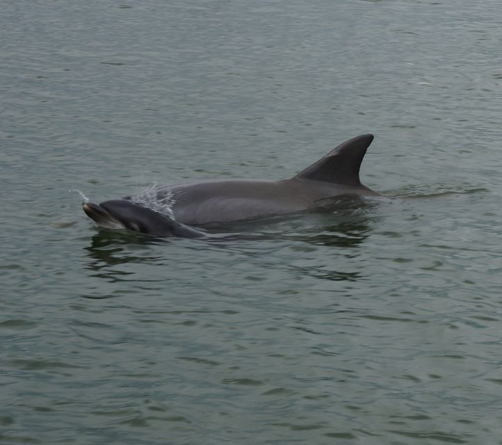 Hilton Head Island: Dolphin and Nature Tour - Frequently Asked Questions