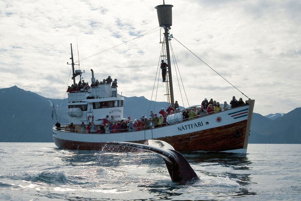 Husavik: Whale-Watching Cruise and Puffins Guided Tour - Meeting Point